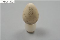 藏品(伯勞卵)的圖片